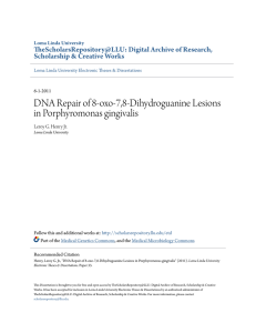 DNA Repair of 8-oxo-7,8-Dihydroguanine Lesions in