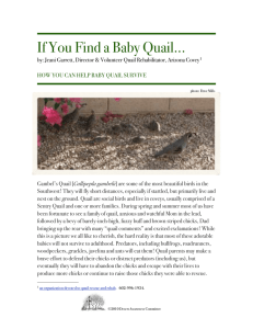 If You Find a Baby Quail