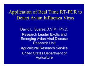 Application of Real Time RT-PCR to Detect Avian Influenza Virus