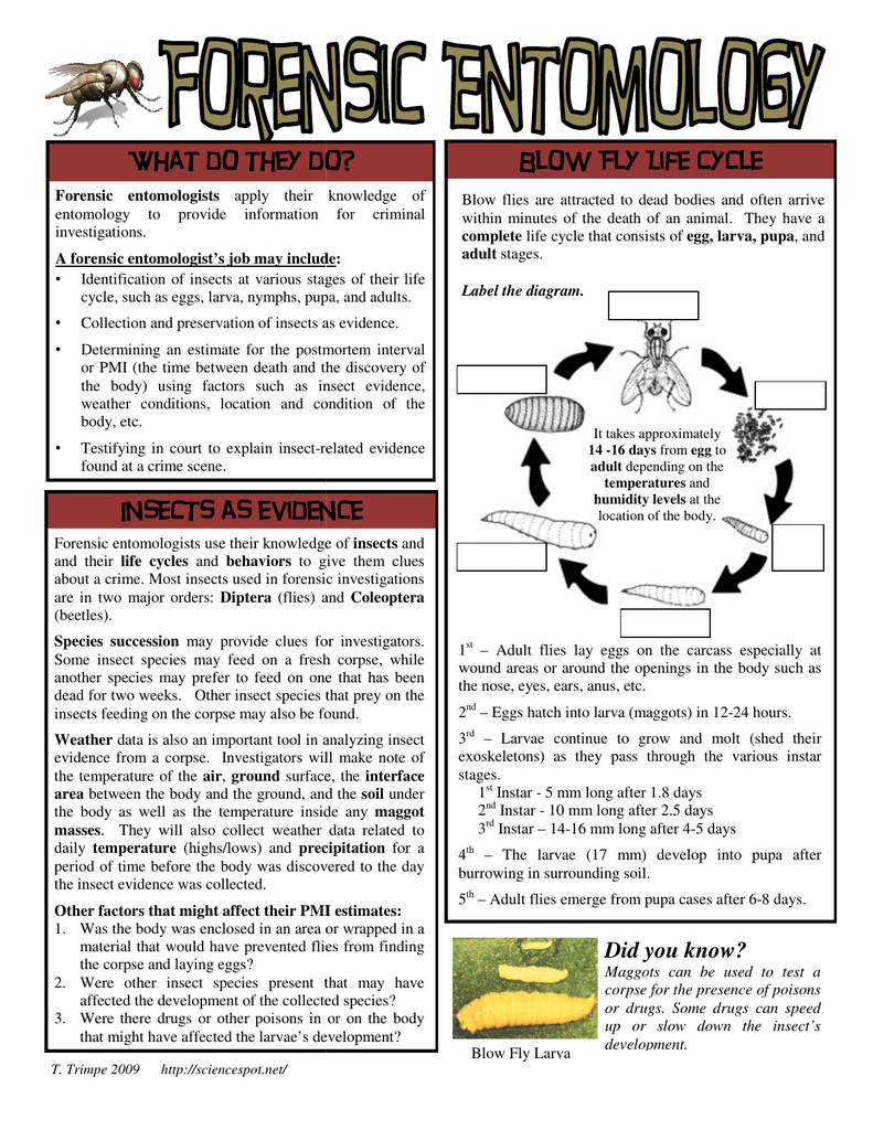  Forensic Entomology Worksheet Pdf Free Download Goodimg co