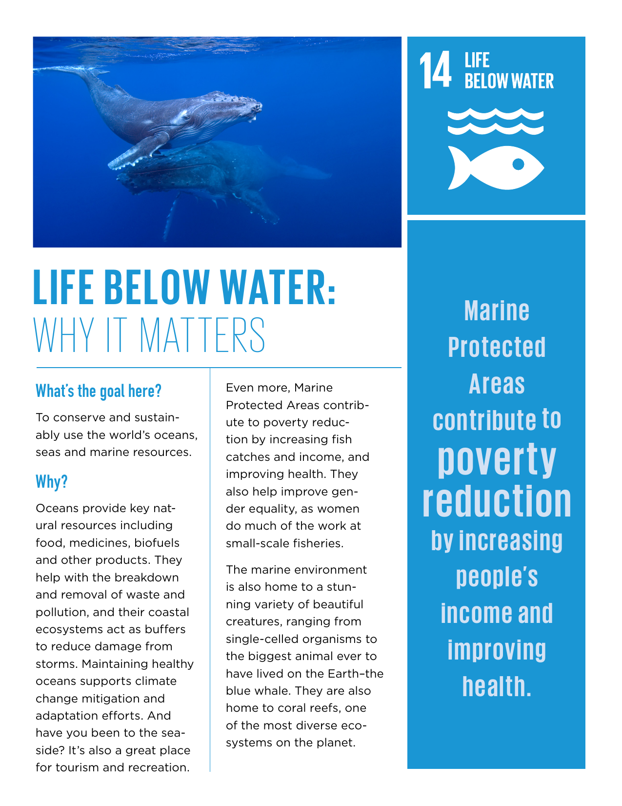 essay on life below water