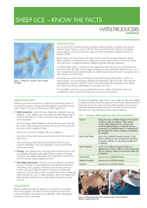 Sheep Lice – know the FactS