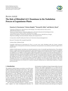 The Role of Rhizobial ACC Deaminase in the Nodulation Process of