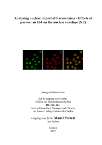 Analysing nuclear import of parvoviruses- effects of parvovirus H