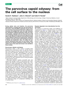4. The parvovirus capsid odyssey: from the cell surface to the nucleus.