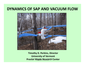 Sap and Vacuum Dynamics