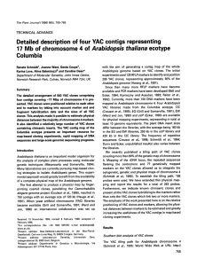 Detailed description of four YAC contigs representing 17 Mb of