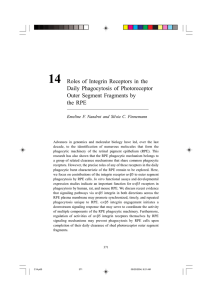 14 Roles of Integrin Receptors in the Daily Phagocytosis of