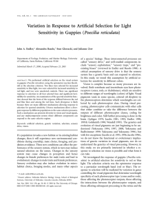Variation in Response to Artificial Selection for Light Sensitivity in
