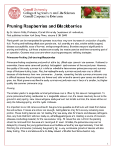 Pruning Raspberries and Blackberries