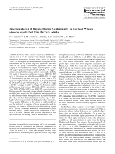 Bioaccumulation of Organochlorine Contaminants in Bowhead Whales