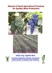 National Research Centre for Grapes