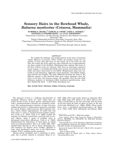Sensory hairs in the bowhead whale, Balaena mysticetus (cetacea