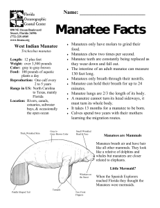 Manatee Facts Manatee Facts