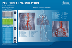 Peripheral Vasculature Average Vessel Diameter