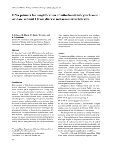 DNA primers for amplification of mitochondrial