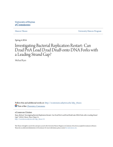 Investigating Bacterial Replication Restart: Can D.rad