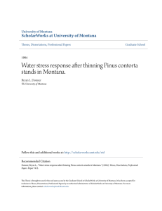 Water stress response after thinning Pinus contorta