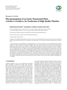 Micropropagation of an Exotic Ornamental Plant, Calathea