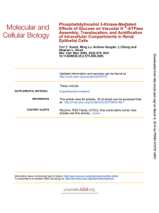 Epithelial Cells of Intracellular Compartments in Renal Assembly