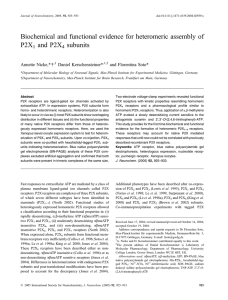 Biochemical and functional evidence for heteromeric assembly of