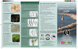 algae identification guide