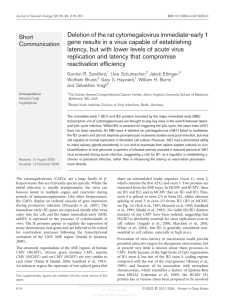 Deletion of the rat cytomegalovirus immediate