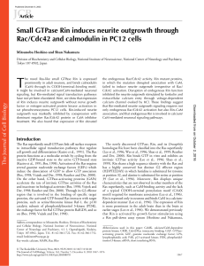 Small GTPase Rin induces neurite outgrowth through Rac/Cdc42