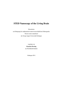 STED Nanoscopy of the Living Brain