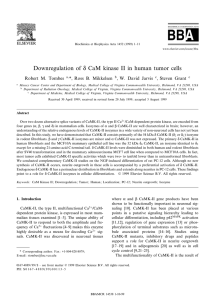Downregulation of N CaM kinase II in human tumor
