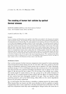 The cracking of human hair cuticles by cyclical thermal stresses