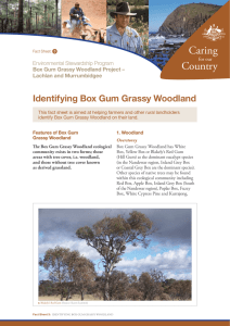Identifying Box Gum Grassy Woodland