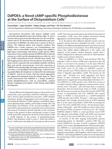 DdPDE4, a Novel cAMP-specific Phosphodiesterase at the Surface