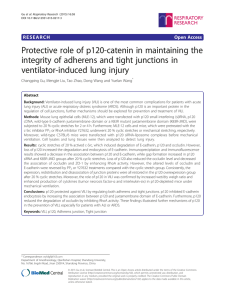 Protective role of p120-catenin in maintaining the integrity of