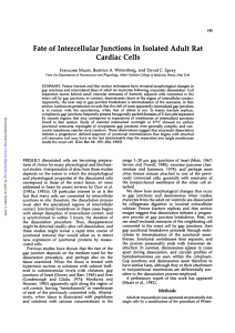 Fate of Intercellular Junctions in Isolated Adult Rat Cardiac Cells