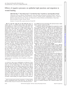 Effects of negative pressures on epithelial tight junctions and