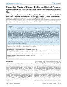 Protective Effects of Human iPS-Derived Retinal Pigment