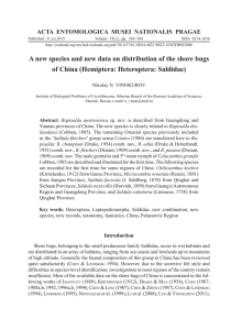 A new species and new data on distribution of the shore bugs of