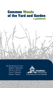 Common Weeds of the Yard and Garden, a Guidebook