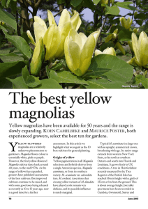 The best yellow magnolias