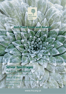 Silver Saxifrages - Royal Horticultural Society