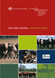 Safe Cattle Handling – A Practical Guide