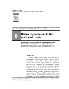 Retina regeneration in the embryonic chick