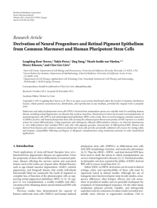 Derivation of Neural Progenitors and Retinal Pigment Epithelium