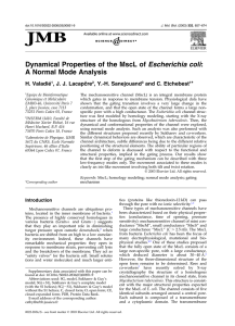 Dynamical properties of the MscL of Escherichia coli: a normal mode
