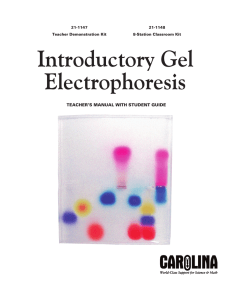 Introductory Gel Electrophoresis