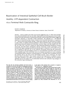 Reactivation of Intestinal Epithelial Cell Motility