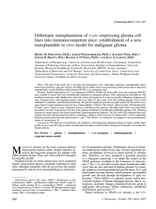 Orthotopic transplantation of v-src–expressing glioma cell lines into