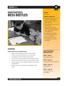 investigation 5: bess beetles