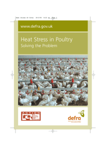 Heat Stress in Poultry - Solving the Problem